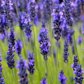 cornish gardens