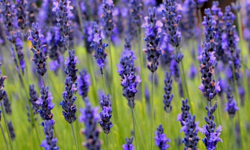 cornish gardens